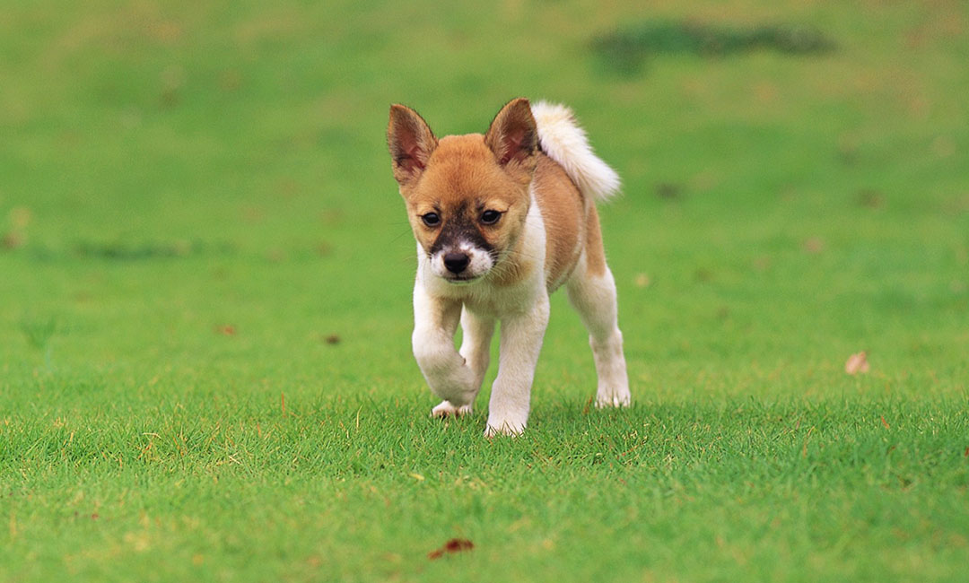雅安叮叮宠物商业计划书案例